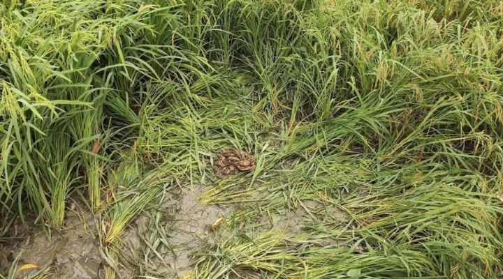 ভূঞাপুরে প্রতিবন্ধী তরুণীকে দলবেঁধে ধর্ষণ, হাত-পা বাঁধা অবস্থায় ধানক্ষেত থেকে উদ্ধার